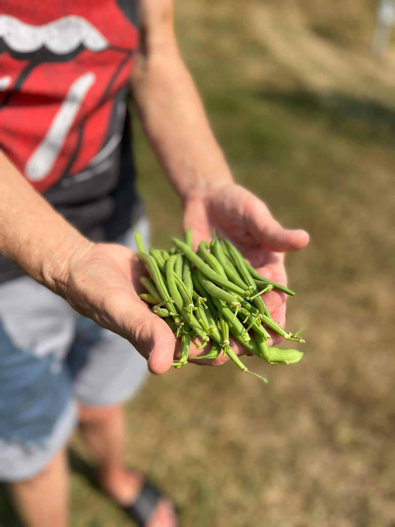 A person outdoors holds a bunch of fresh green beans. The person wears shorts and a T-shirt with a distinctive red design.