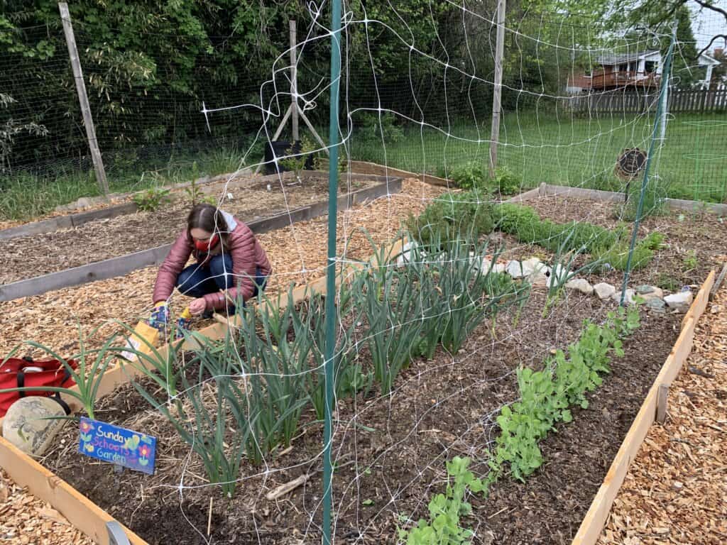 A person tends to a lush garden bed, labeled "Sunday School Garden," surrounded by a wooden fence and green foliage.