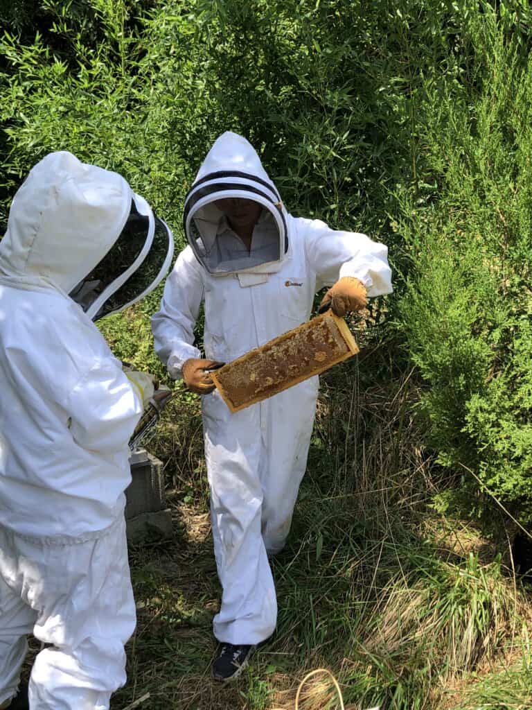 Two persons in beekeeping suits handle a honeycomb frame amidst lush green vegetation, engaging in beekeeping activities.