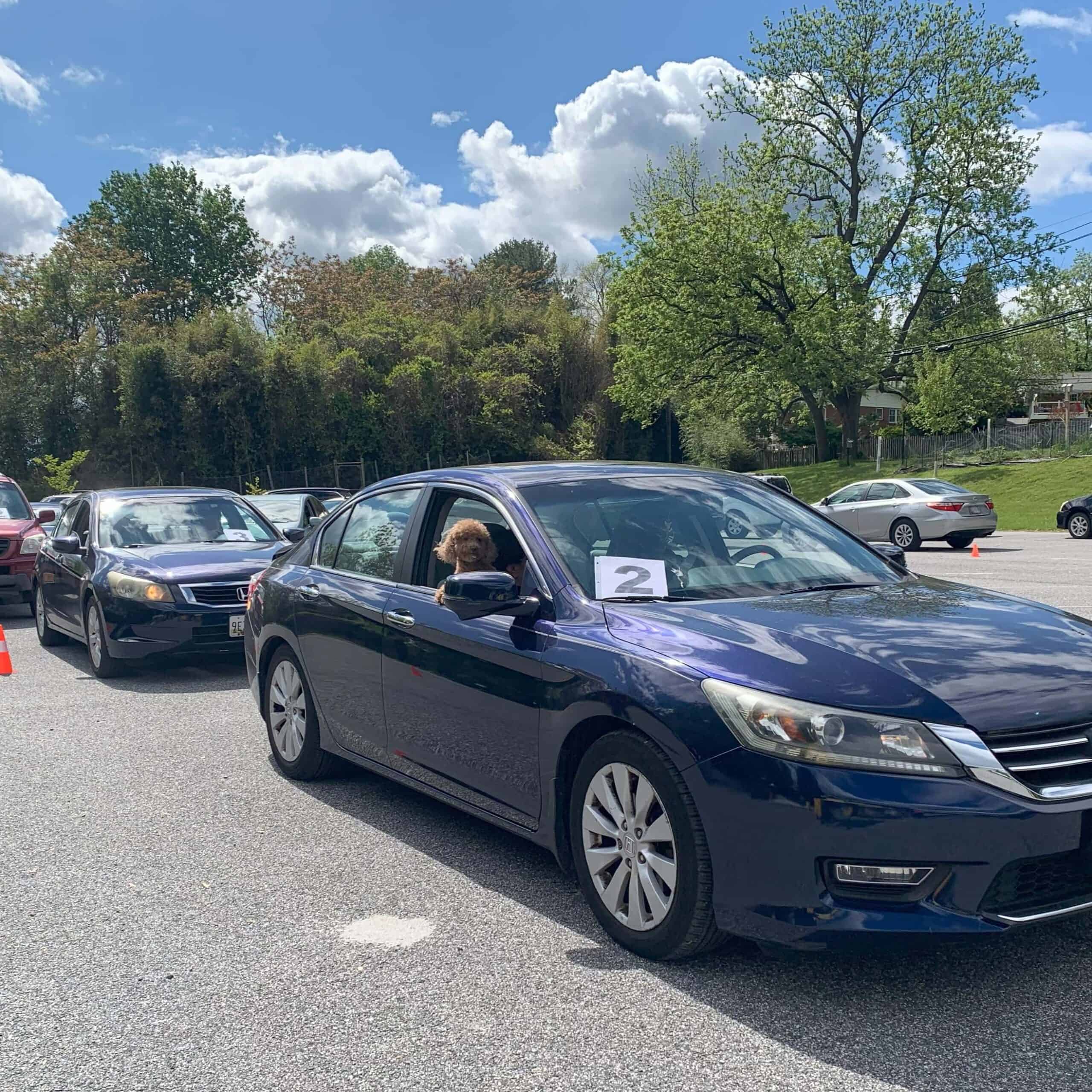 Queue of cars in parking lot; dog looks out window. No recognizable landmarks or historical buildings. Trees and clouds in background.