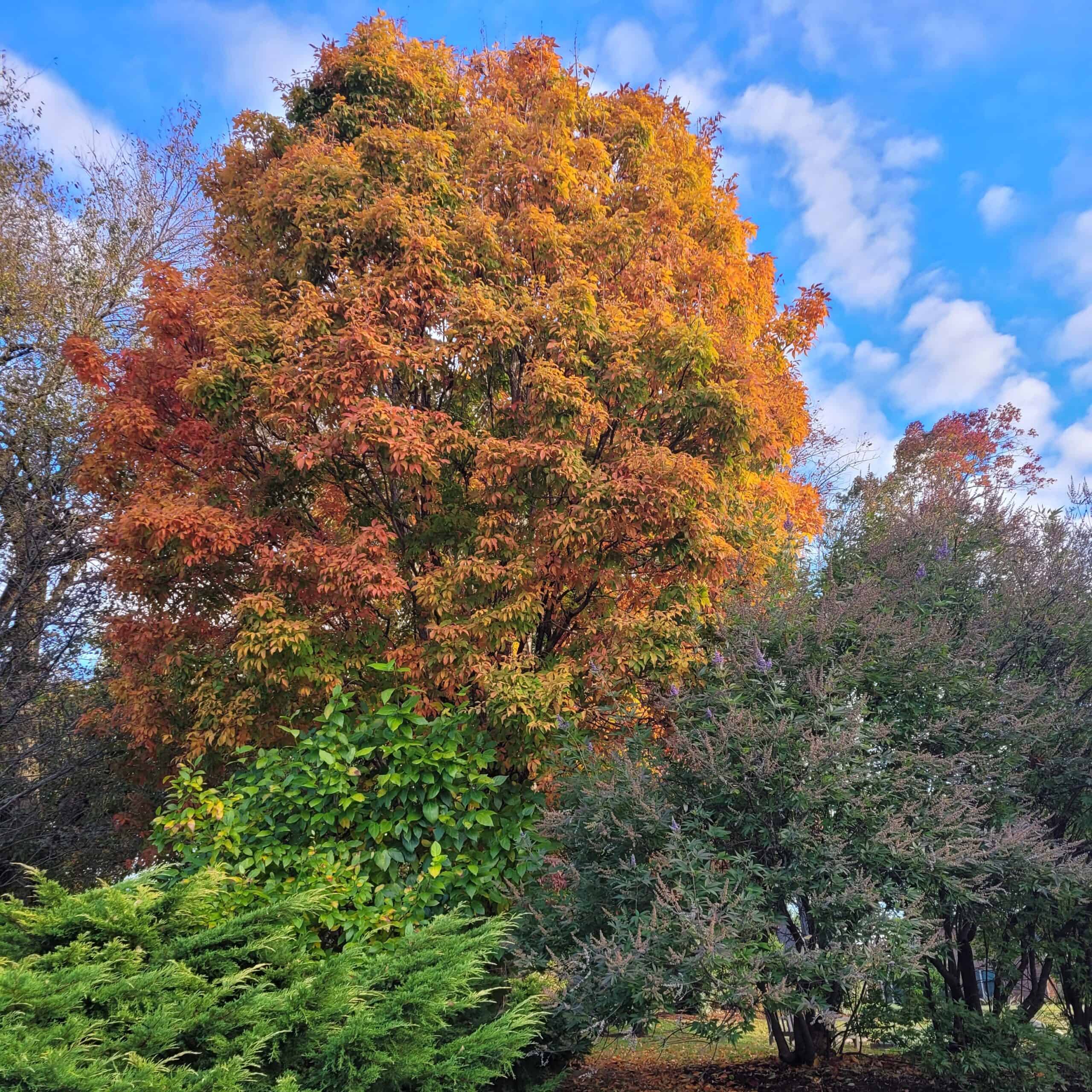 Colorful autumn trees with vibrant orange, yellow, and green foliage under a bright blue sky, showcasing nature's seasonal beauty in a lush, serene landscape.